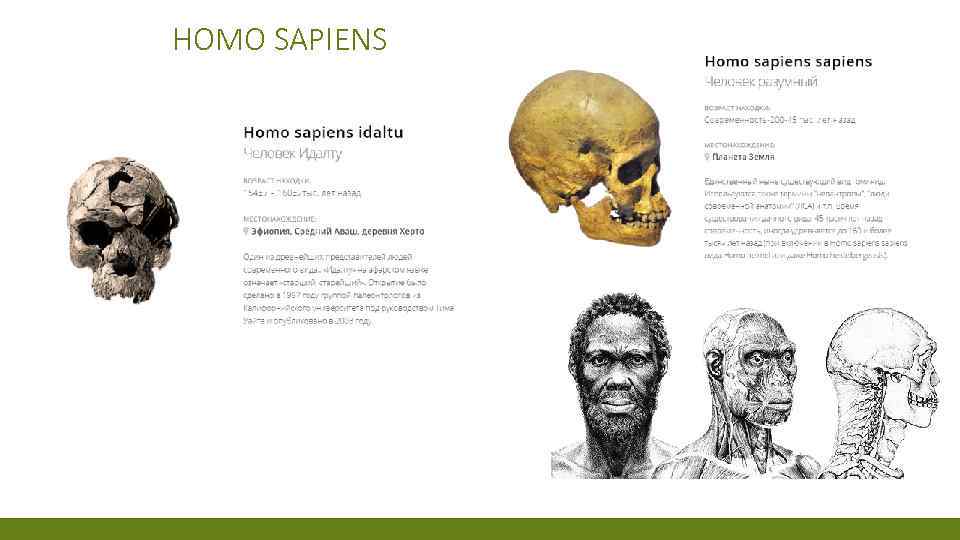 HOMO SAPIENS 