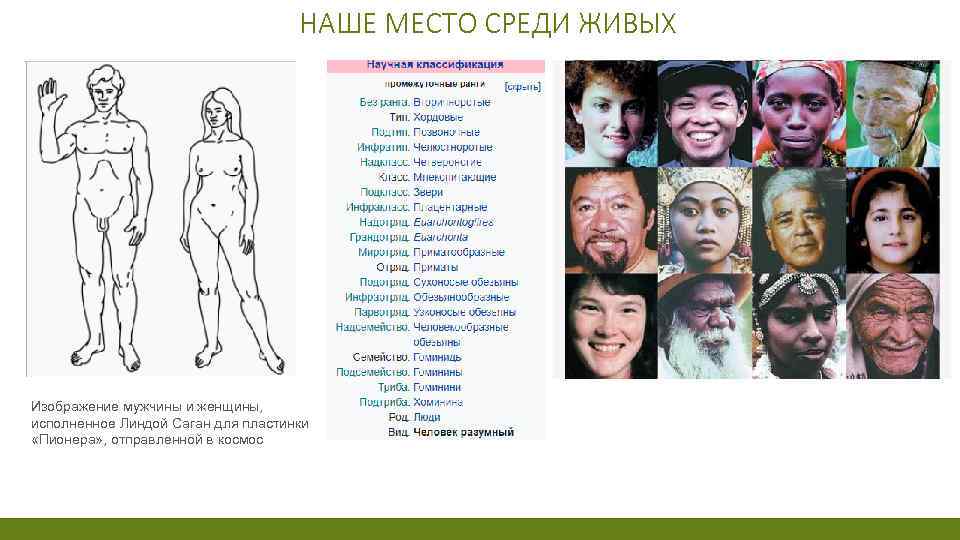 НАШЕ МЕСТО СРЕДИ ЖИВЫХ Изображение мужчины и женщины, исполненное Линдой Саган для пластинки «Пионера»