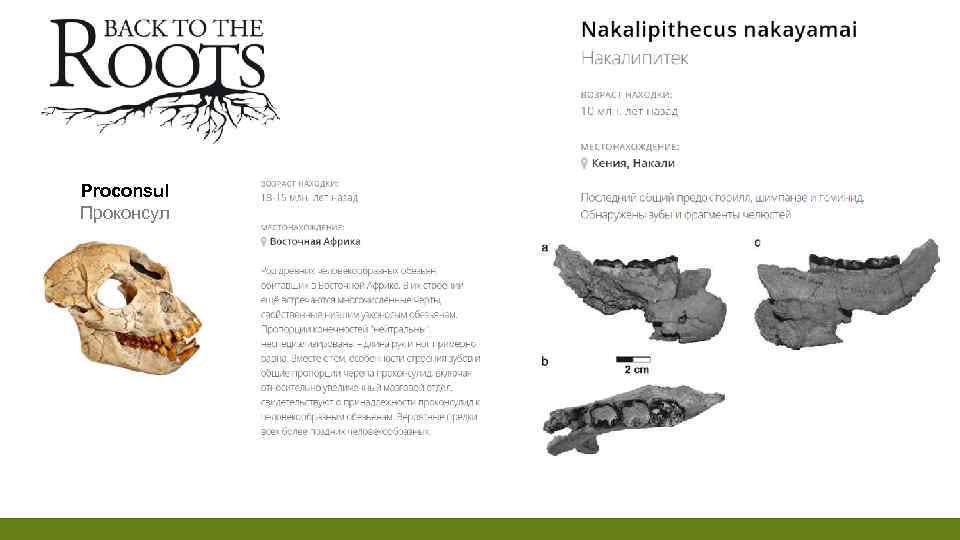 Proconsul Проконсул 