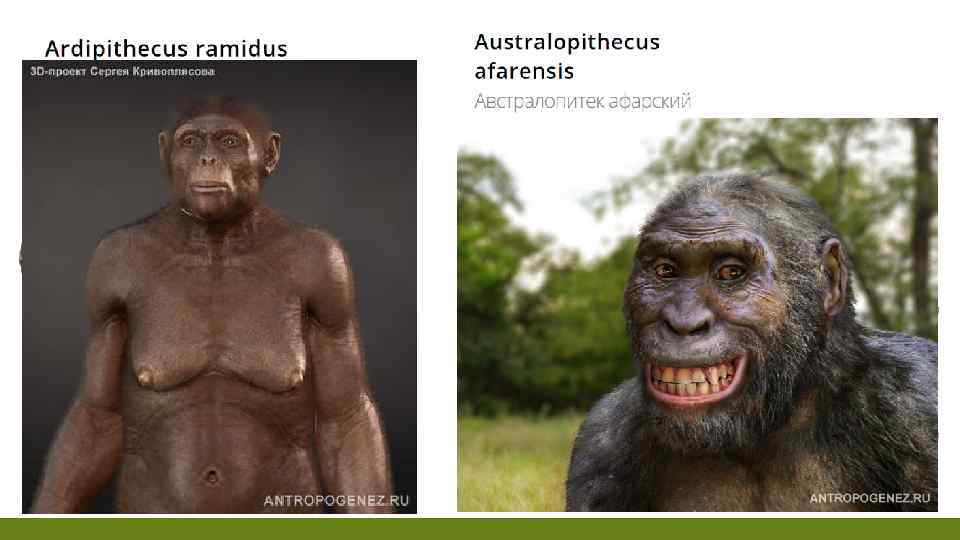 Ардипитек имел маленький мозг, объемом 300 -350 см 3 Объём мозга 380— 430 см³