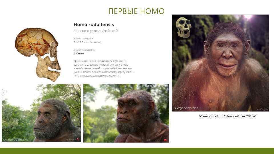 ПЕРВЫЕ HOMO Объем мозга H. rudolfensis – более 700 см 3 