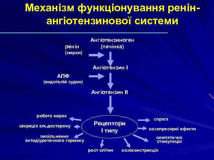 Механізм функціонування ренінангіотензинової системи ренін Ангіотензиноген (печінка) (нирки) Ангіотензин I АПФ (ендотелій судин) Ангіотензин