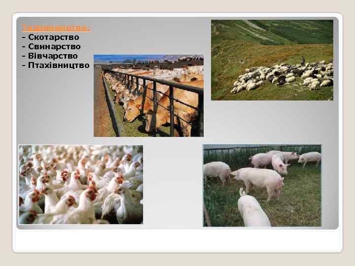 Тваринництво: - Скотарство - Свинарство - Вівчарство - Птахівництво 