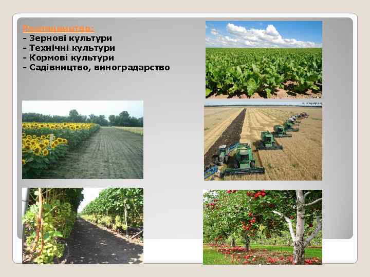 Рослинництво: - Зернові культури - Технічні культури - Кормові культури - Садівництво, виноградарство 
