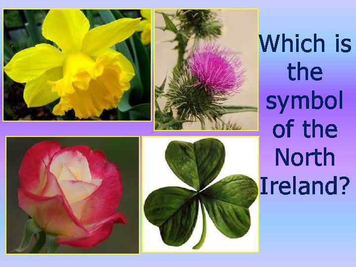 Which is the symbol of the North Ireland? 