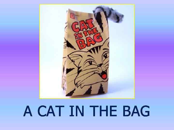 A CAT IN THE BAG 
