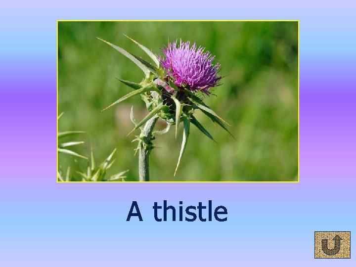A thistle 