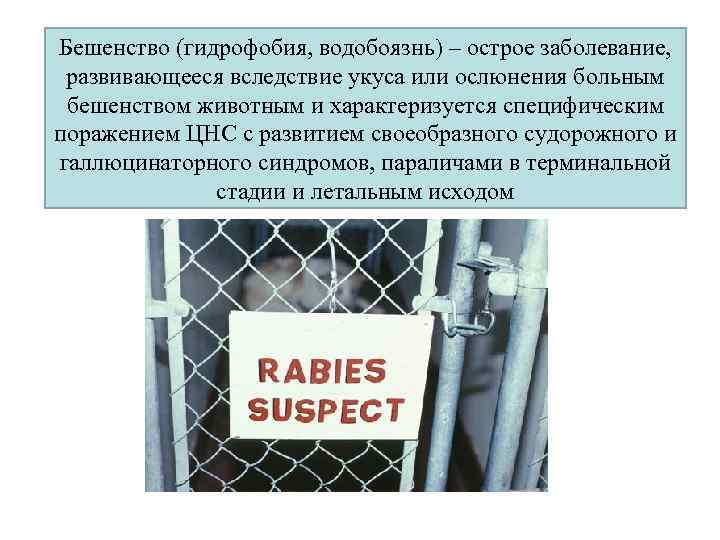 Бешенство (гидрофобия, водобоязнь) – острое заболевание, развивающееся вследствие укуса или ослюнения больным бешенством животным
