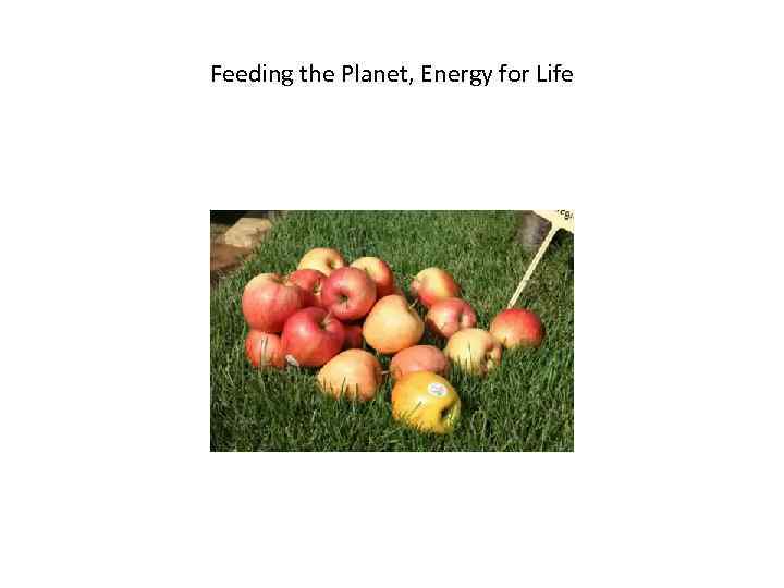Feeding the Planet, Energy for Life 