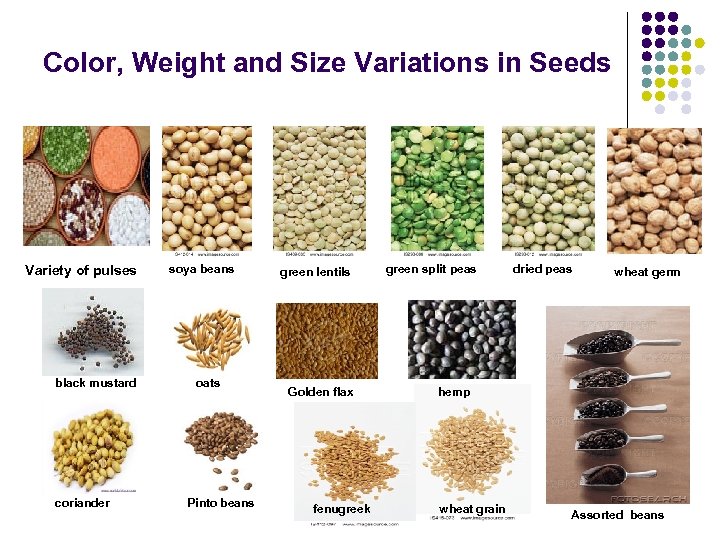 Color, Weight and Size Variations in Seeds Variety of pulses black mustard coriander soya