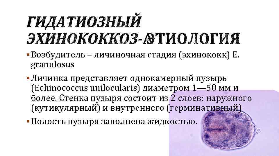 § Возбудитель – личиночная стадия (эхинококк) Е. granulosus § Личинка представляет однокамерный пузырь (Echinococcus