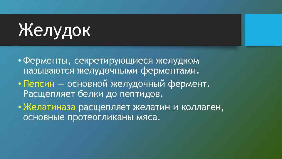 Ферменты желудка