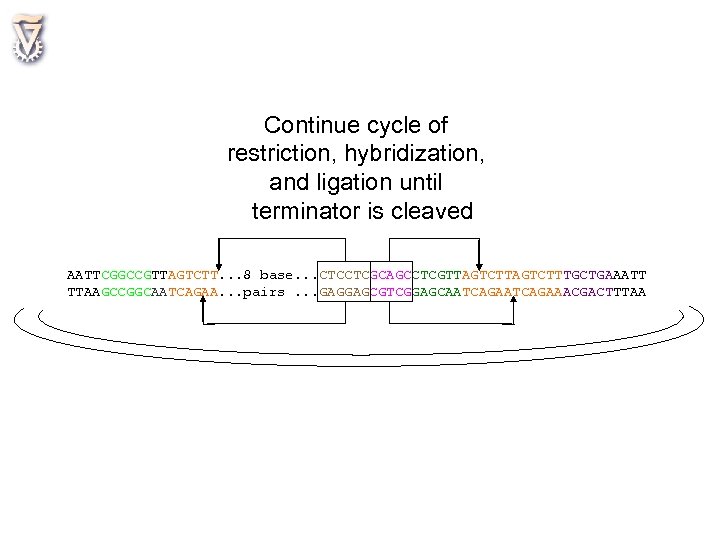 Continue cycle of restriction, hybridization, and ligation until terminator is cleaved AATTCGGCCGTTAGTCTT. . .