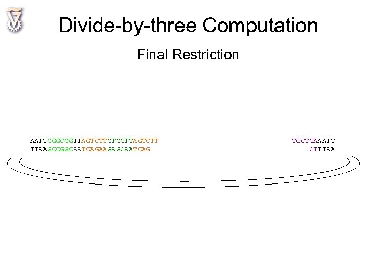 Divide-by-three Computation Final Restriction AATTCGGCCGTTAGTCTTCTCGTTAGTCTT TTAAGCCGGCAATCAGAAGAGCAATCAG TGCTGAAATT CTTTAA 