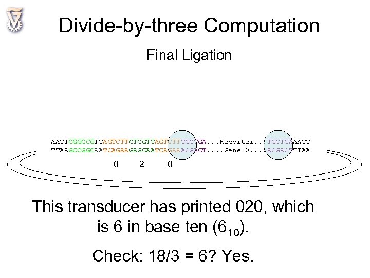 Divide-by-three Computation Final Ligation AATTCGGCCGTTAGTCTTCTCGTTAGTCTTTGCTGA. . . Reporter. . . TGCTGAAATT TTAAGCCGGCAATCAGAAGAGCAATCAGAAACGACT. . Gene
