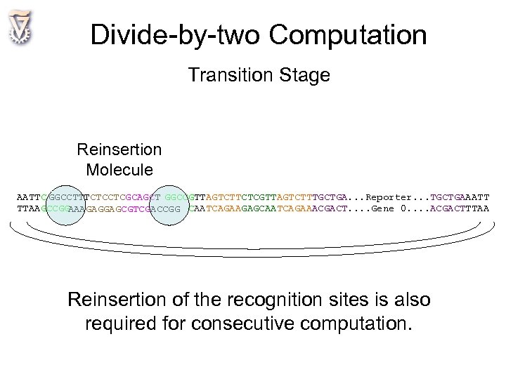 Divide-by-two Computation Transition Stage Reinsertion Molecule AATTC GGCCTTTCTCCTCGCAGCT GGCCGTTAGTCTTCTCGTTAGTCTTTGCTGA. . . Reporter. . .
