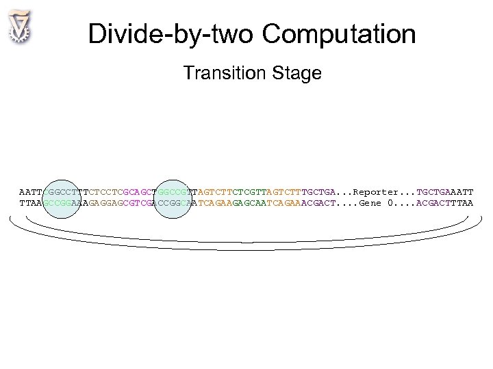 Divide-by-two Computation Transition Stage AATTCGGCCTTTCTCCTCGCAGCTGGCCGTTAGTCTTCTCGTTAGTCTTTGCTGA. . . Reporter. . . TGCTGAAATT TTAAGCCGGAAAGAGGAGCGTCGACCGGCAATCAGAAGAGCAATCAGAAACGACT. . Gene