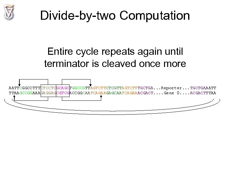 Divide-by-two Computation Entire cycle repeats again until terminator is cleaved once more AATTCGGCCTTTCTCCTCGCAGCTGGCCGTTAGTCTTCTCGTTAGTCTTTGCTGA. .