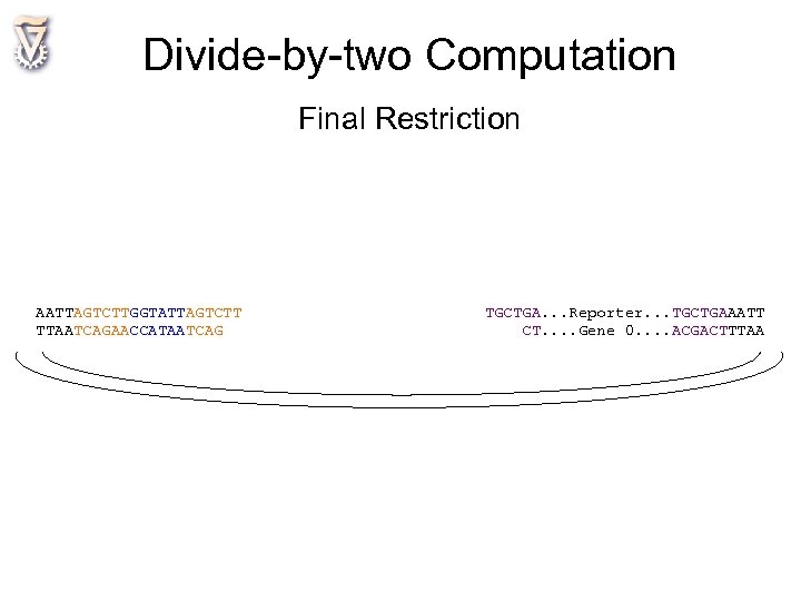 Divide-by-two Computation Final Restriction AATTAGTCTTGGTATTAGTCTT TTAATCAGAACCATAATCAG TGCTGA. . . Reporter. . . TGCTGAAATT CT.