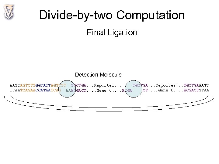 Divide-by-two Computation Final Ligation Detection Molecule AATTAGTCTTGGTATTAGTCTT TGCTGA. . . Reporter. . . TGCTGAAATT