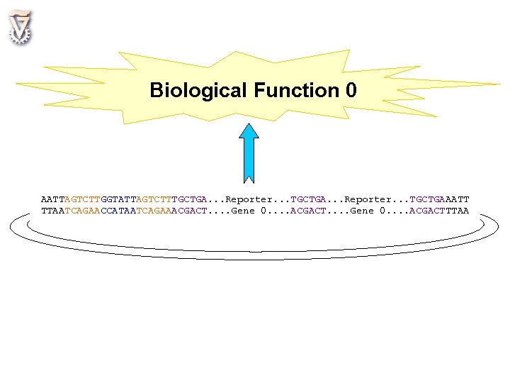 Biological Function 0 AATTAGTCTTGGTATTAGTCTTTGCTGA. . . Reporter. . . TGCTGAAATT TTAATCAGAACCATAATCAGAAACGACT. . . .