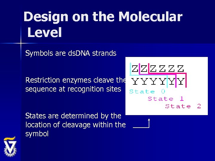Design on the Molecular Level Symbols are ds. DNA strands Restriction enzymes cleave the