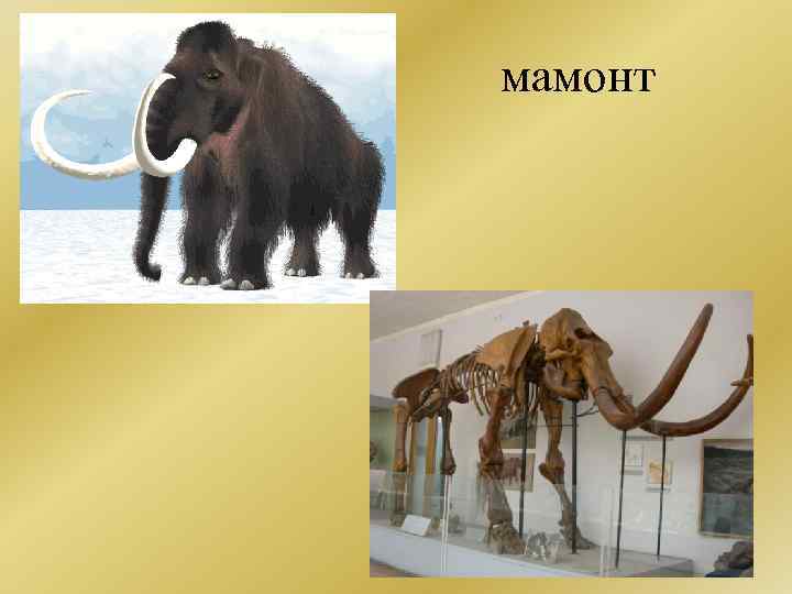мамонт 