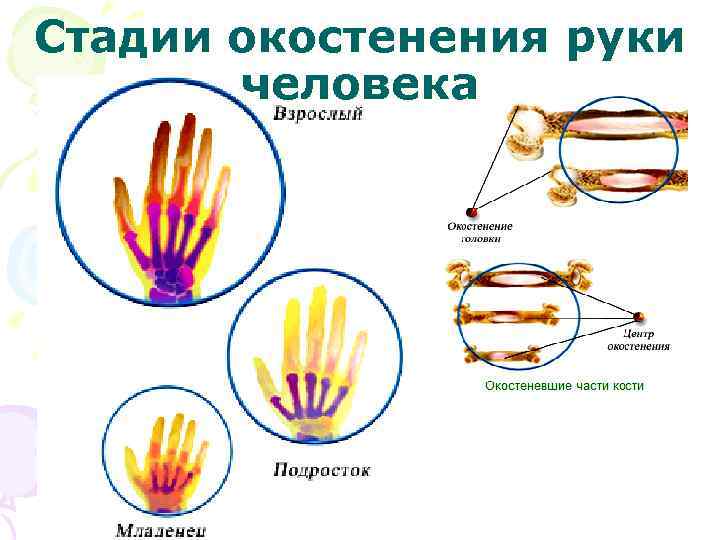 Стадии окостенения руки человека 
