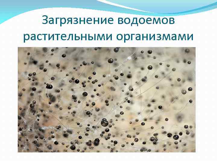 Загрязнение водоемов растительными организмами 