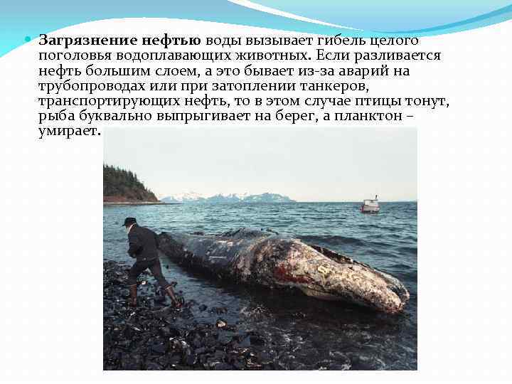 Загрязнение нефтью воды вызывает гибель целого поголовья водоплавающих животных. Если разливается нефть большим