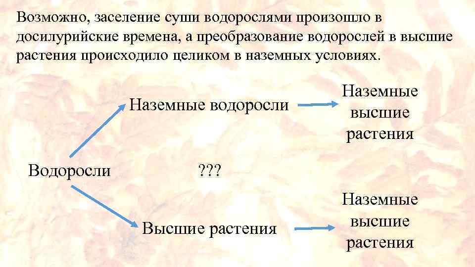 Возможно, заселение суши водорослями произошло в досилурийские времена, а преобразование водорослей в высшие растения