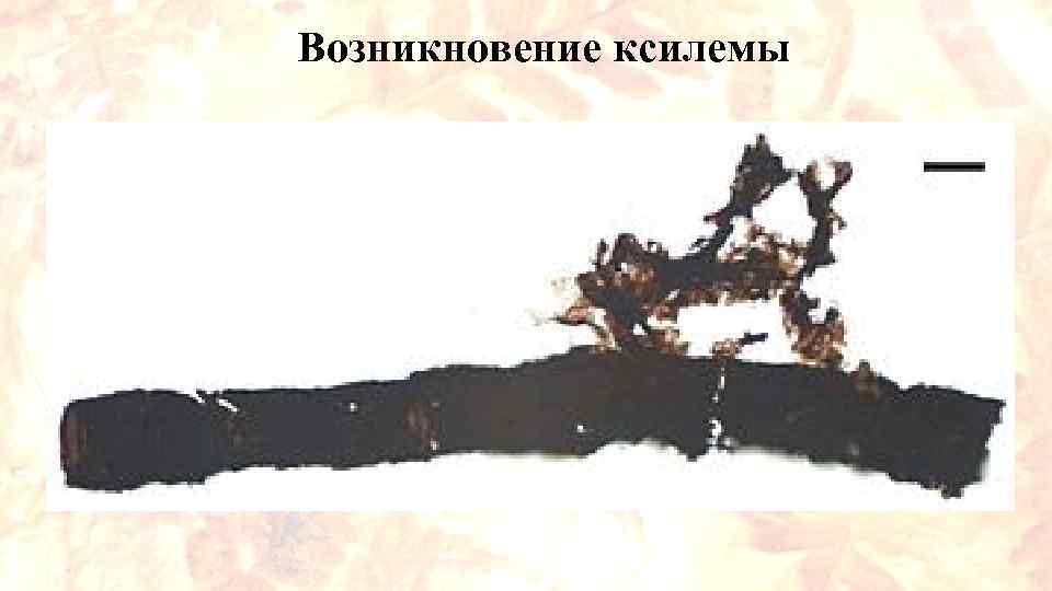 Возникновение ксилемы 