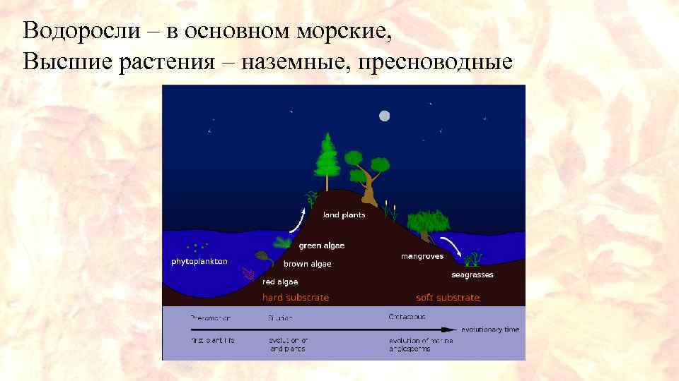 Водоросли – в основном морские, Высшие растения – наземные, пресноводные 