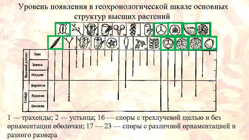 Уровень появления в геохронологической шкале основных структур высших растений 1 — трахеиды; 2 —