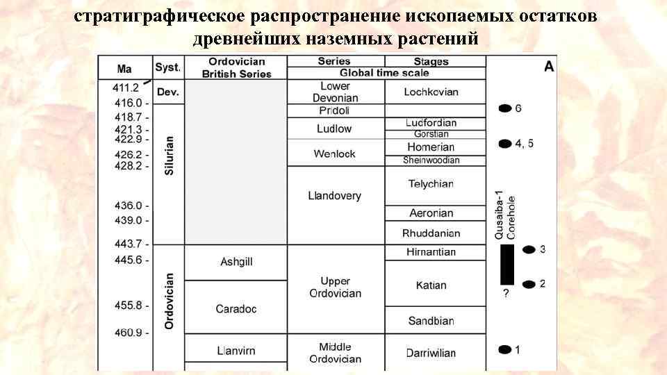 стратиграфическое распространение ископаемых остатков древнейших наземных растений 