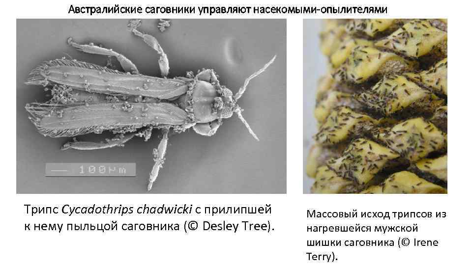 Австралийские саговники управляют насекомыми-опылителями Трипс Cycadothrips chadwicki с прилипшей к нему пыльцой саговника (©