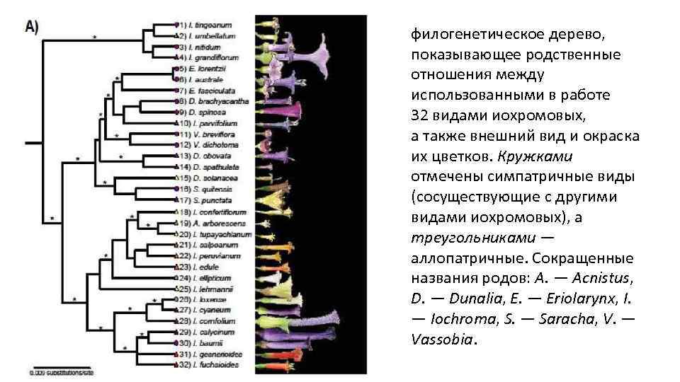 филогенетическое дерево, показывающее родственные отношения между использованными в работе 32 видами иохромовых, а также