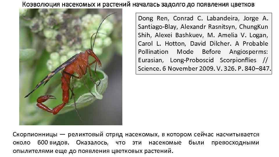 Коэволюция насекомых и растений началась задолго до появления цветков Dong Ren, Conrad C. Labandeira,