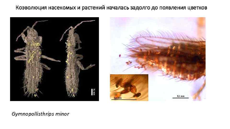 Коэволюция насекомых и растений началась задолго до появления цветков Gymnopollisthrips minor 