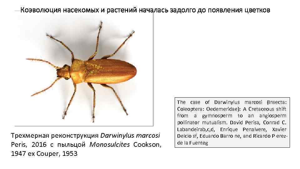 Коэволюция насекомых и растений началась задолго до появления цветков Трехмерная реконструкция Darwinylus marcosi Peris,