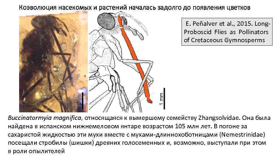 Коэволюция насекомых и растений началась задолго до появления цветков E. Peñalver et al. ,