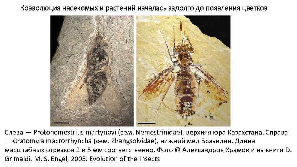 Коэволюция насекомых и растений началась задолго до появления цветков Слева — Protonemestrius martynovi (сем.