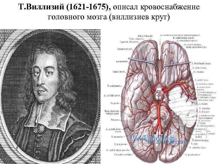 Виллизий круг. ВИЛЛИЗИЙ анатом. Круг Виллизия. Кольцо Виллизия. Изучите артериального круга Виллизия.