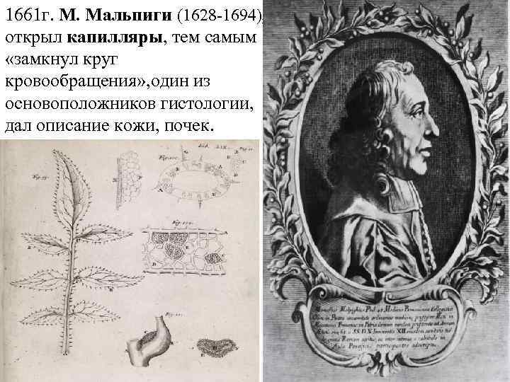 1661 г. М. Мальпиги (1628 -1694), открыл капилляры, тем самым «замкнул круг кровообращения» ,