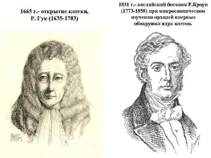 1665 г. - открытие клетки, Р. Гук (1635 -1703) 1831 г. - английский ботаник