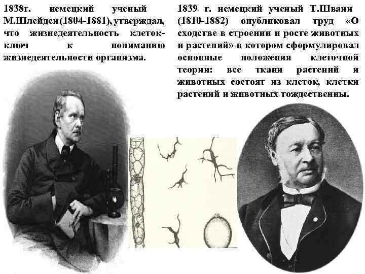 1838 г. немецкий ученый М. Шлейден (1804 -1881), утверждал, что жизнедеятельность клеток- ключ к