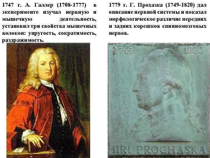 1747 г. А. Галлер (1708 -1777) в эксперименте изучал нервную и мышечную деятельность, установил