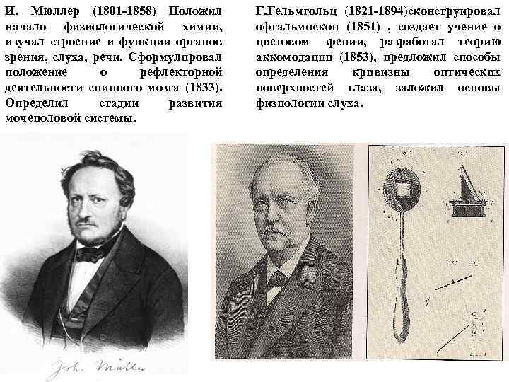 И. Мюллер (1801 -1858) Положил начало физиологической химии, изучал строение и функции органов зрения,