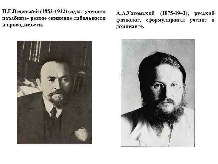 Н. Е. Веденский (1852 -1922) создал учение о парабиозе- резкое снижение лабильности и проводимости.