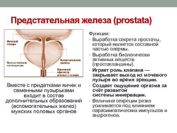 Функции семенной жидкости